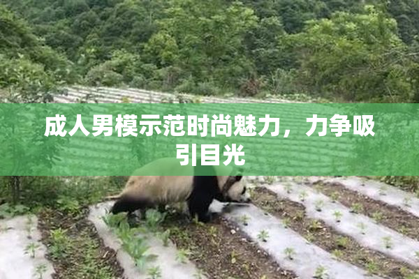 成人男模示范时尚魅力，力争吸引目光