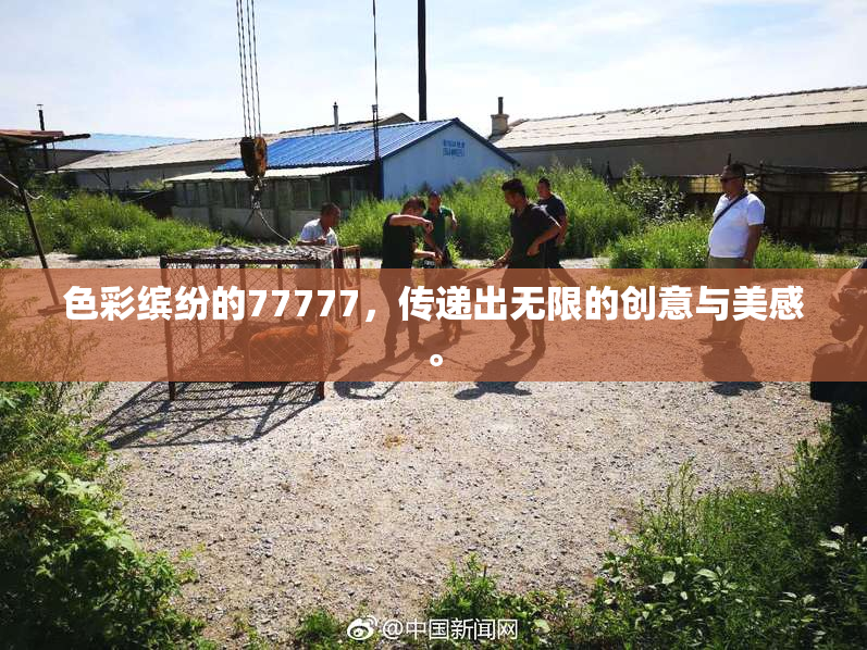 色彩缤纷的77777，传递出无限的创意与美感。