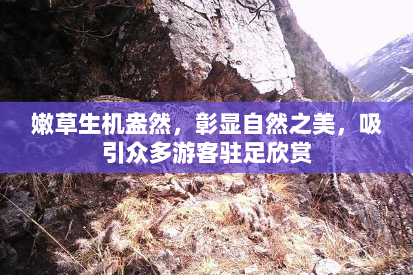 嫩草生机盎然，彰显自然之美，吸引众多游客驻足欣赏