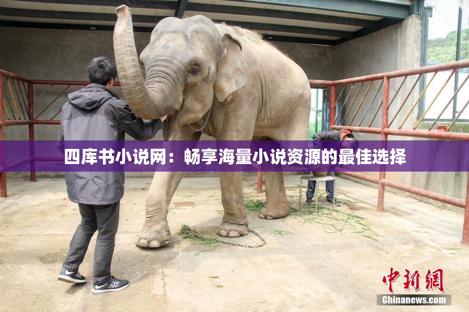 四库书小说网：畅享海量小说资源的最佳选择