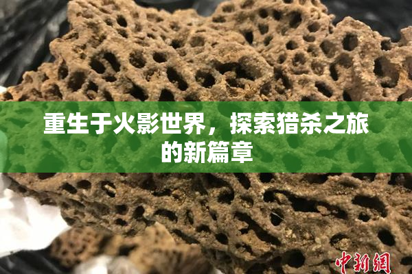 重生于火影世界，探索猎杀之旅的新篇章
