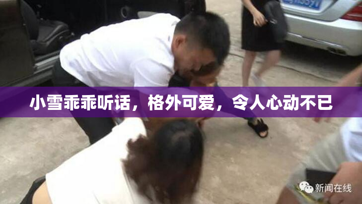 小雪乖乖听话，格外可爱，令人心动不已
