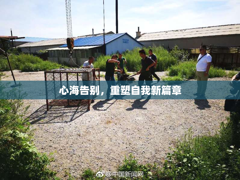 心海告别，重塑自我新篇章