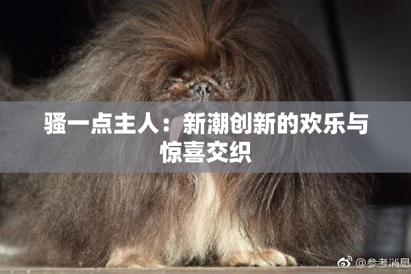 骚一点主人：新潮创新的欢乐与惊喜交织