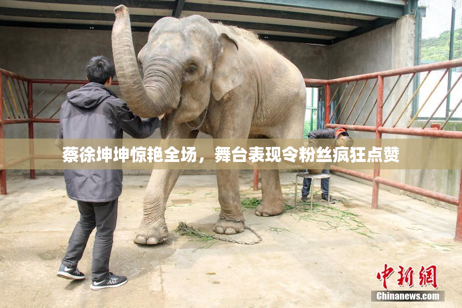 蔡徐坤坤惊艳全场，舞台表现令粉丝疯狂点赞