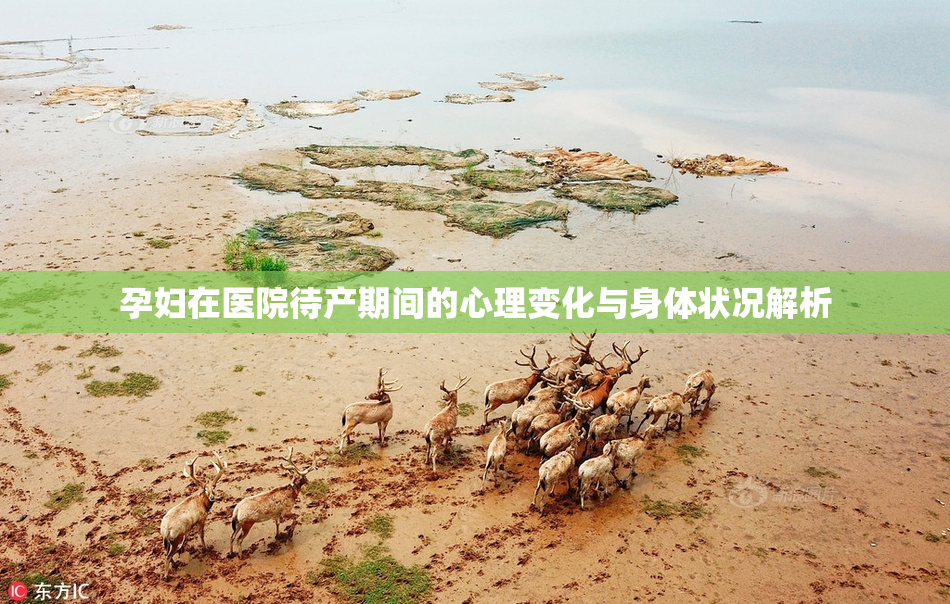 孕妇在医院待产期间的心理变化与身体状况解析