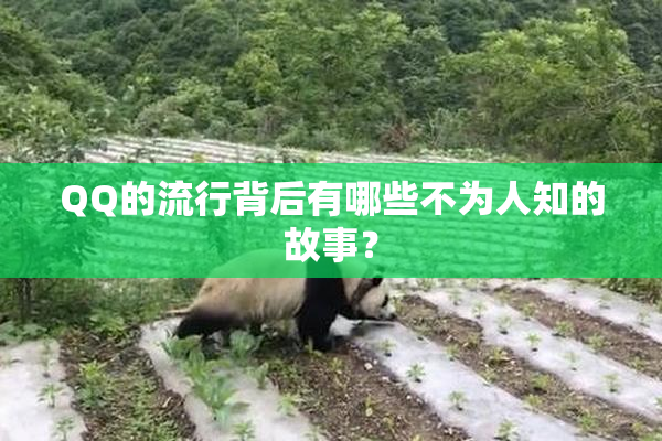 QQ的流行背后有哪些不为人知的故事？