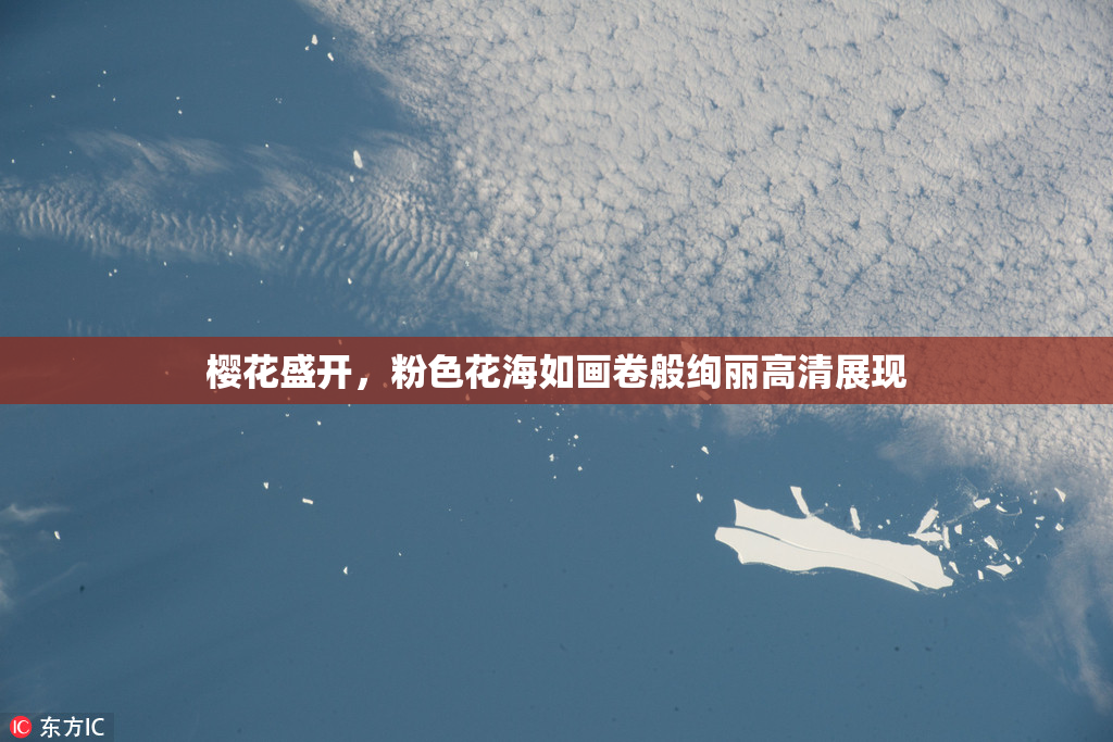 樱花盛开，粉色花海如画卷般绚丽高清展现