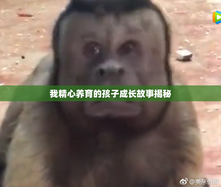 我精心养育的孩子成长故事揭秘
