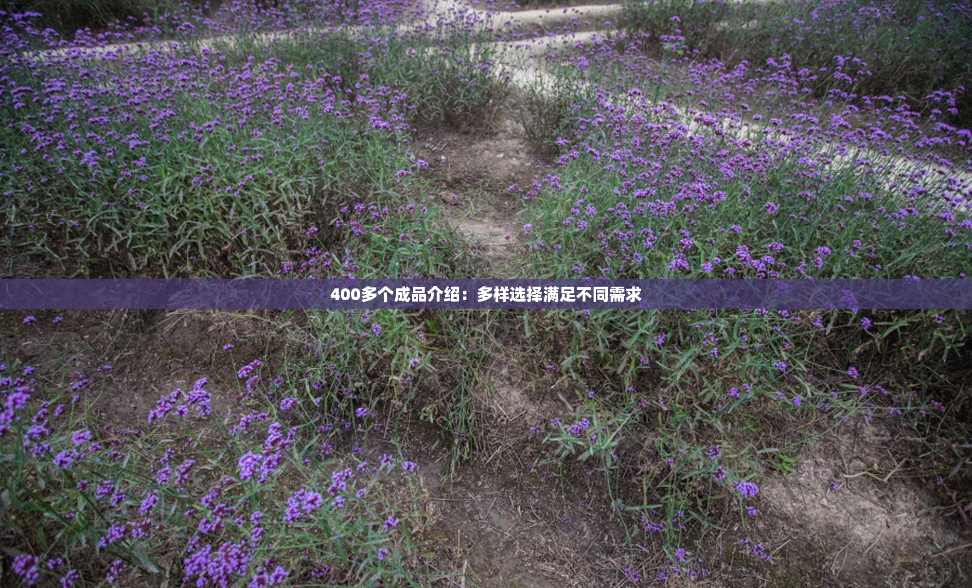 400多个成品介绍：多样选择满足不同需求