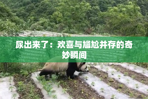 尿出来了：欢喜与尴尬并存的奇妙瞬间