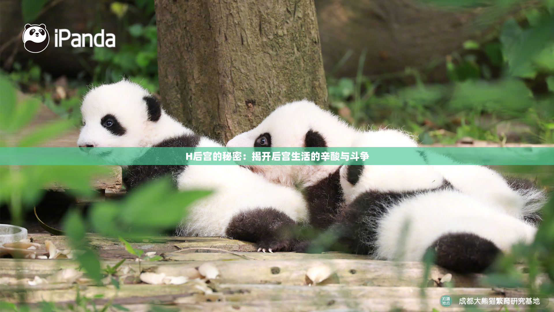 H后宫的秘密：揭开后宫生活的辛酸与斗争