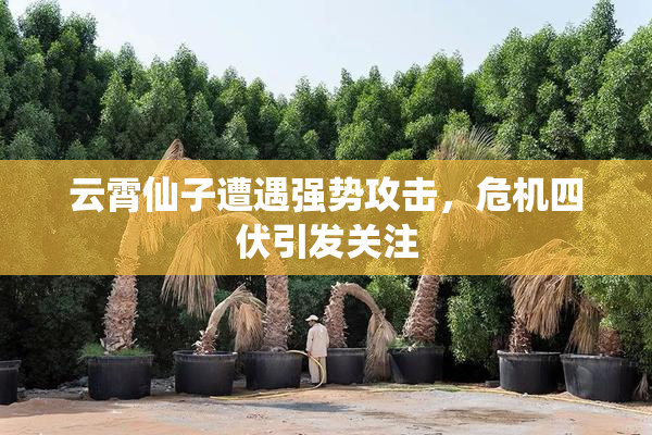 云霄仙子遭遇强势攻击，危机四伏引发关注