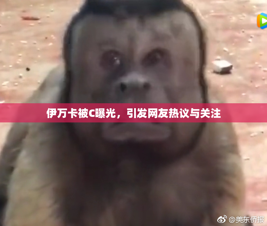 伊万卡被C曝光，引发网友热议与关注