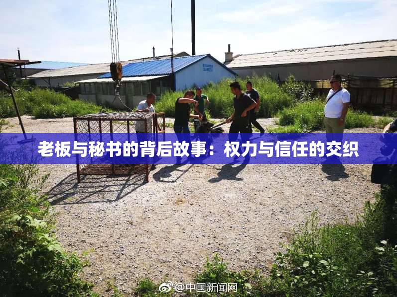 老板与秘书的背后故事：权力与信任的交织