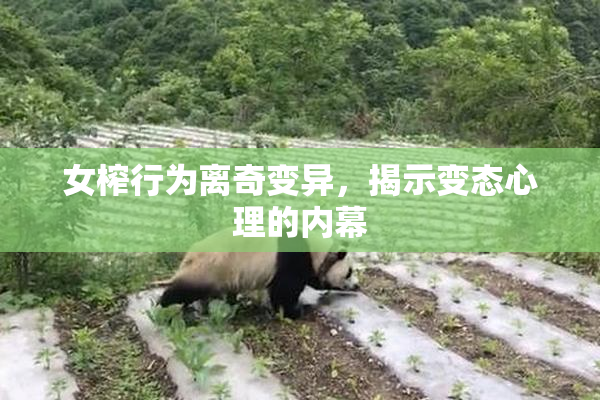女榨行为离奇变异，揭示变态心理的内幕