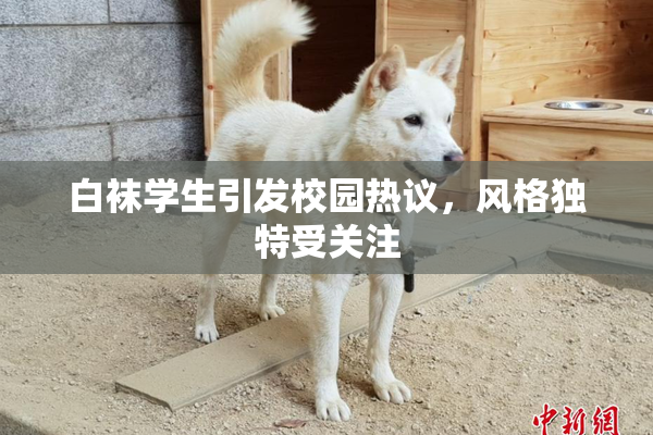 白袜学生引发校园热议，风格独特受关注