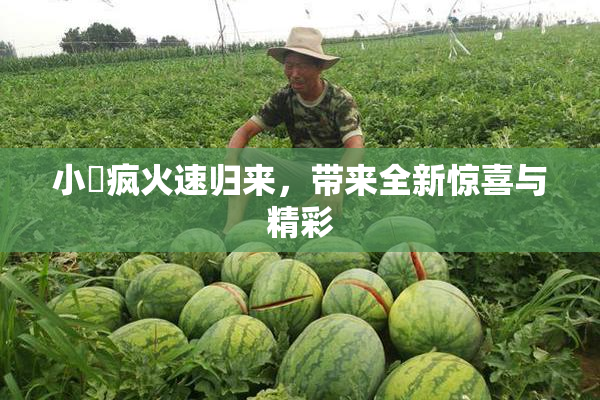 小泬疯火速归来，带来全新惊喜与精彩