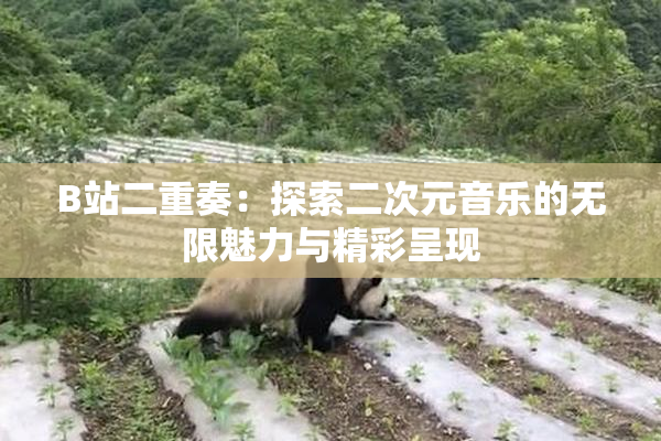 B站二重奏：探索二次元音乐的无限魅力与精彩呈现