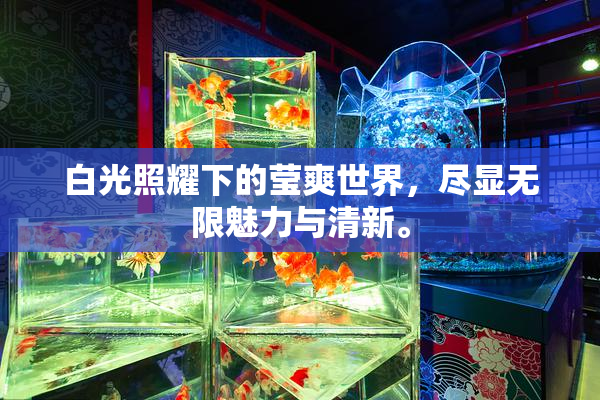 白光照耀下的莹爽世界，尽显无限魅力与清新。