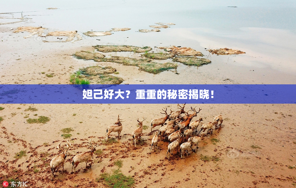 妲己好大？重重的秘密揭晓！