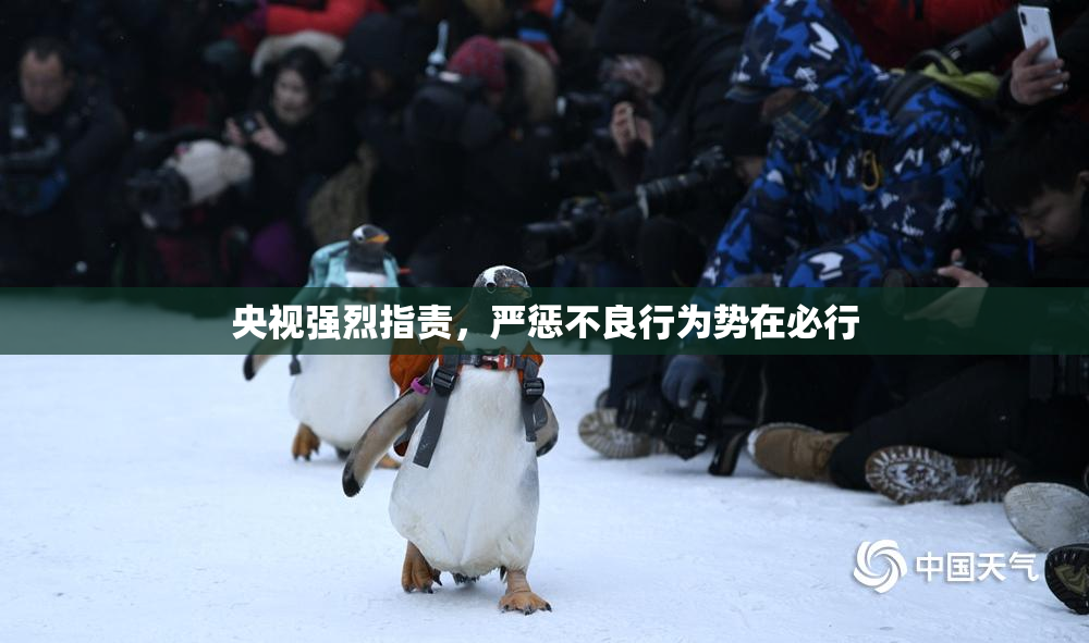 央视强烈指责，严惩不良行为势在必行