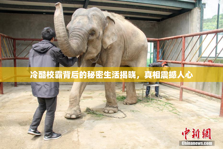 冷酷校霸背后的秘密生活揭晓，真相震撼人心