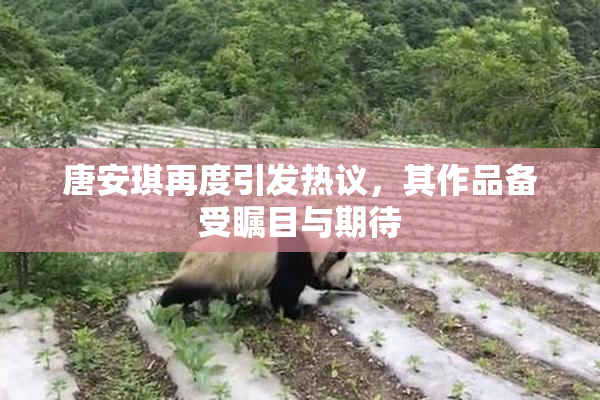 唐安琪再度引发热议，其作品备受瞩目与期待