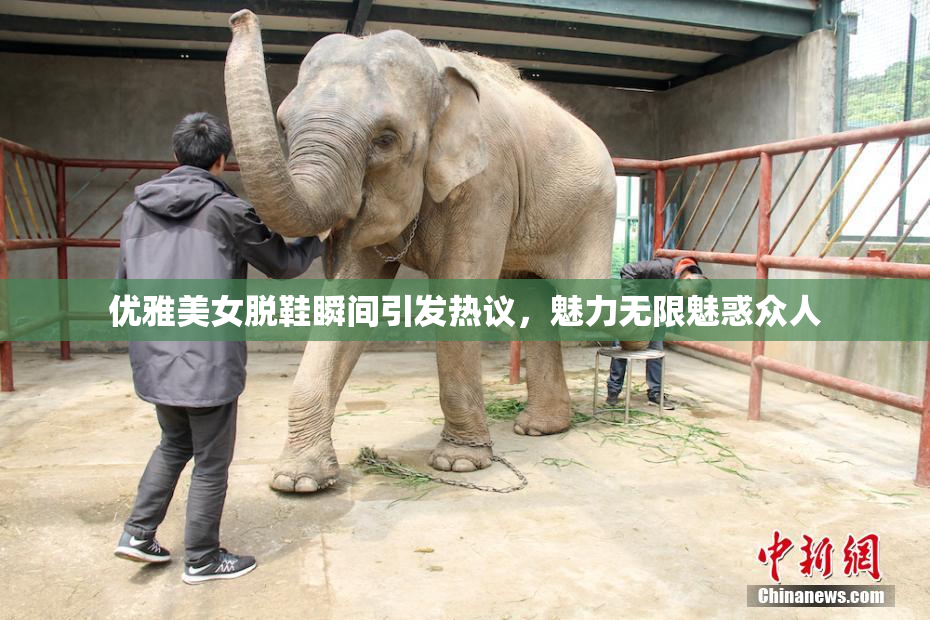优雅美女脱鞋瞬间引发热议，魅力无限魅惑众人