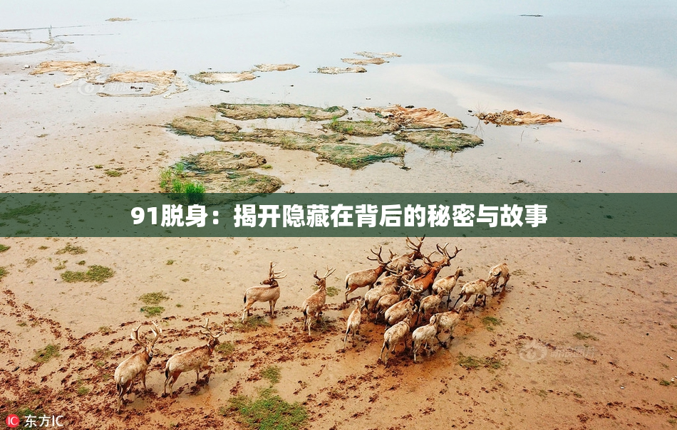 91脱身：揭开隐藏在背后的秘密与故事