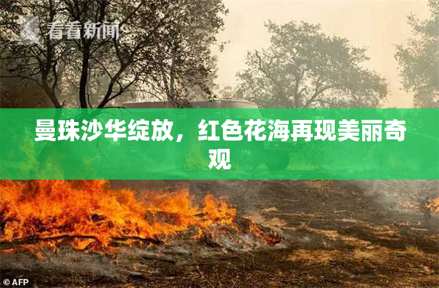 曼珠沙华绽放，红色花海再现美丽奇观
