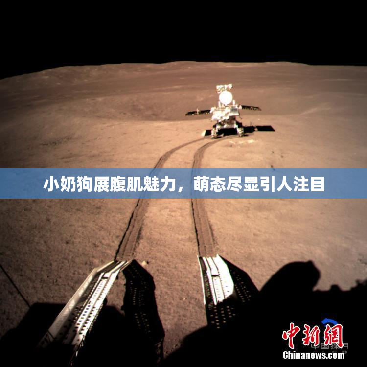 小奶狗展腹肌魅力，萌态尽显引人注目