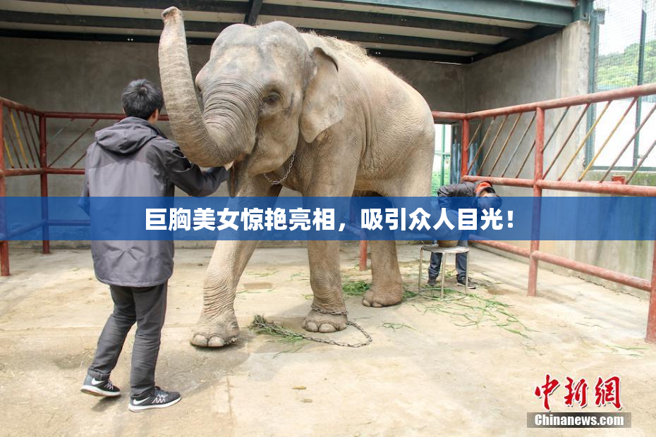 巨胸美女惊艳亮相，吸引众人目光！