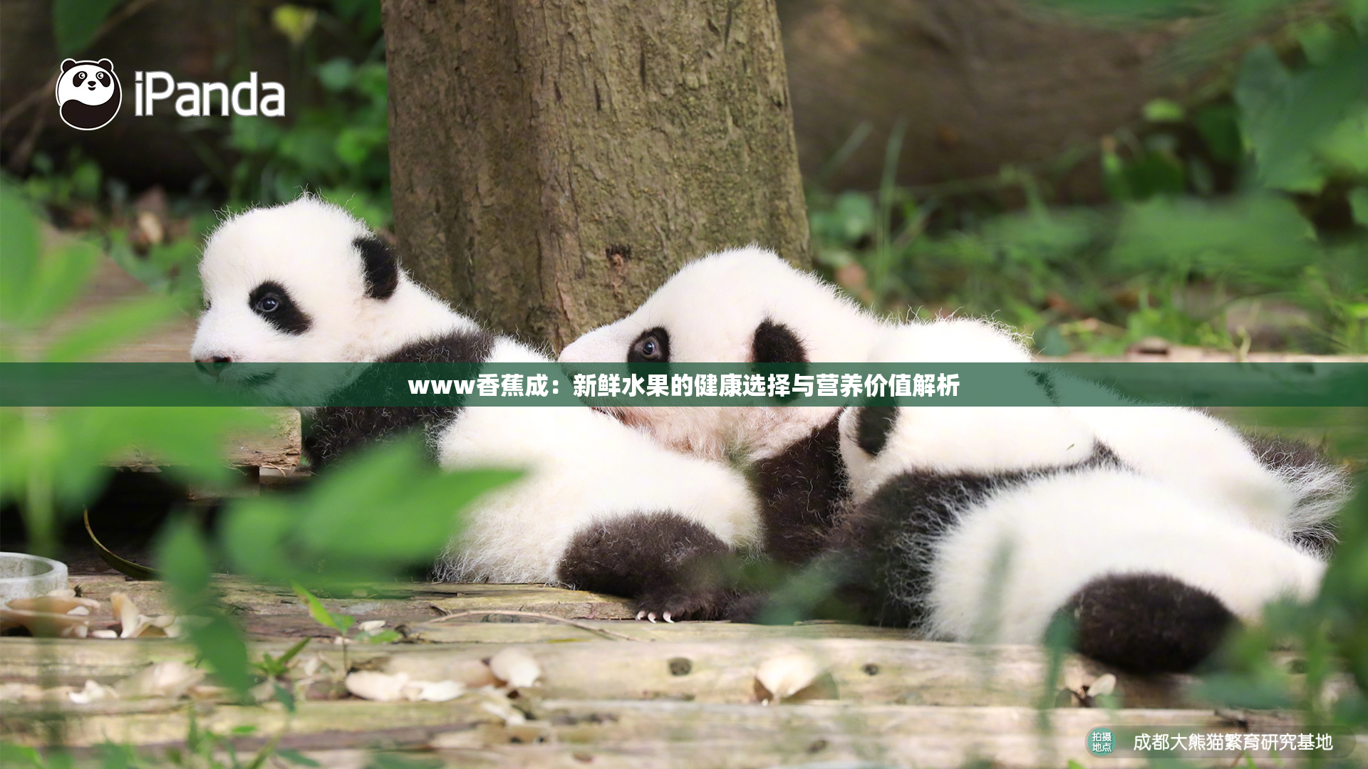 www香蕉成：新鲜水果的健康选择与营养价值解析