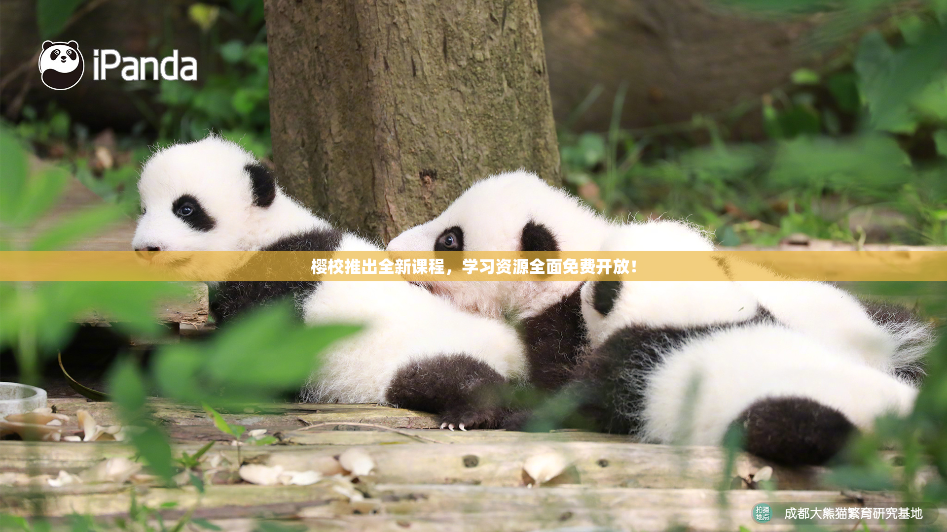 樱校推出全新课程，学习资源全面免费开放！