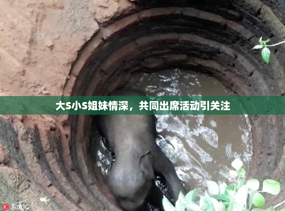 大S小S姐妹情深，共同出席活动引关注