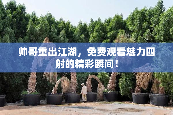 帅哥重出江湖，免费观看魅力四射的精彩瞬间！