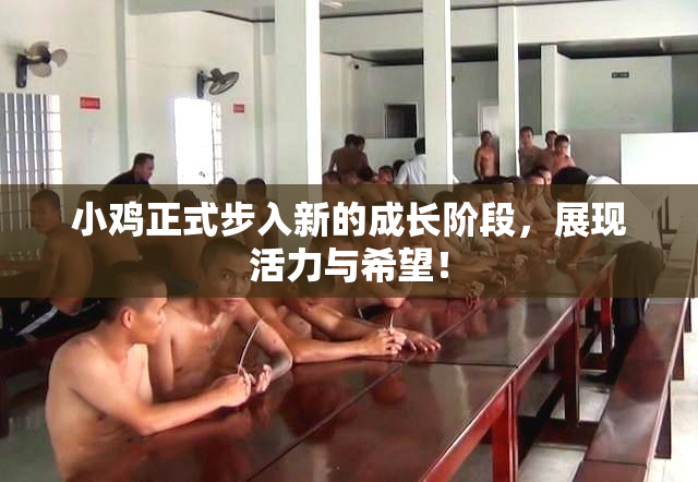 小鸡正式步入新的成长阶段，展现活力与希望！