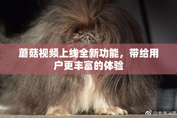 蘑菇视频上线全新功能，带给用户更丰富的体验