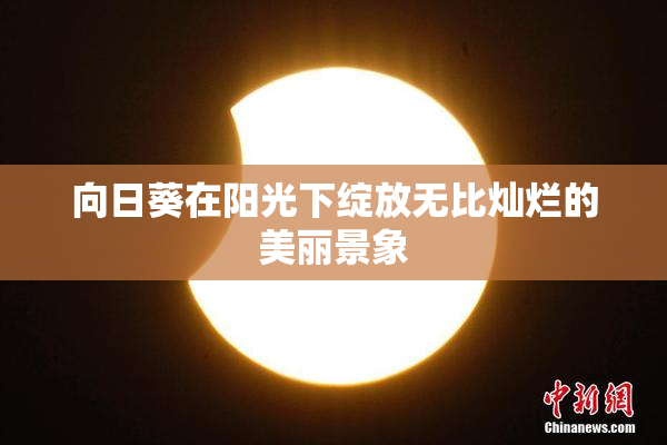 向日葵在阳光下绽放无比灿烂的美丽景象