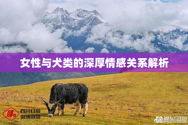 女性与犬类的深厚情感关系解析
