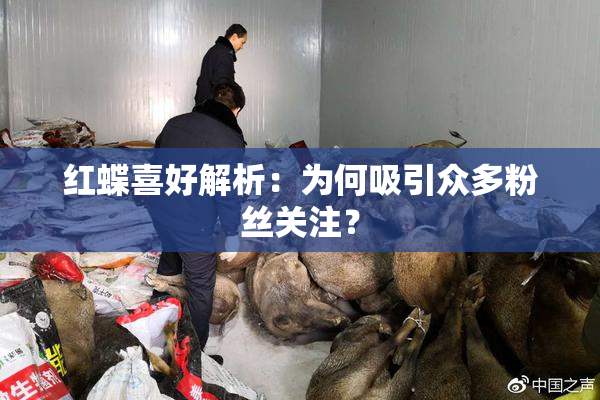 红蝶喜好解析：为何吸引众多粉丝关注？