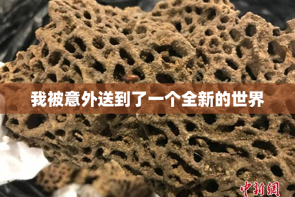 我被意外送到了一个全新的世界