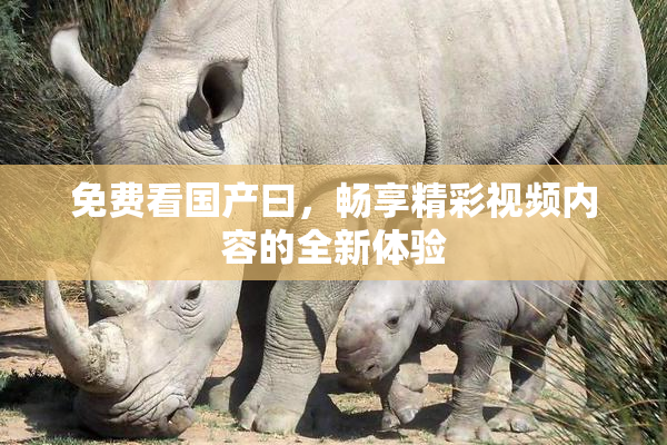 免费看国产曰，畅享精彩视频内容的全新体验