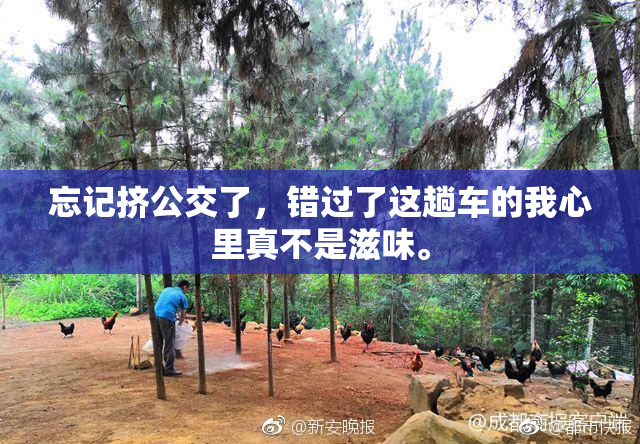 忘记挤公交了，错过了这趟车的我心里真不是滋味。