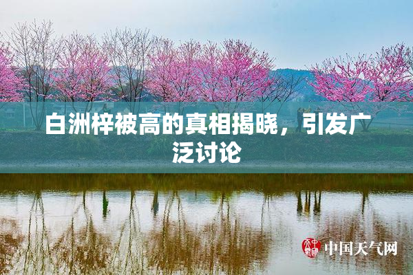 白洲梓被高的真相揭晓，引发广泛讨论