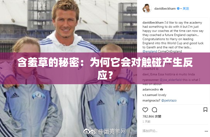 含羞草的秘密：为何它会对触碰产生反应？