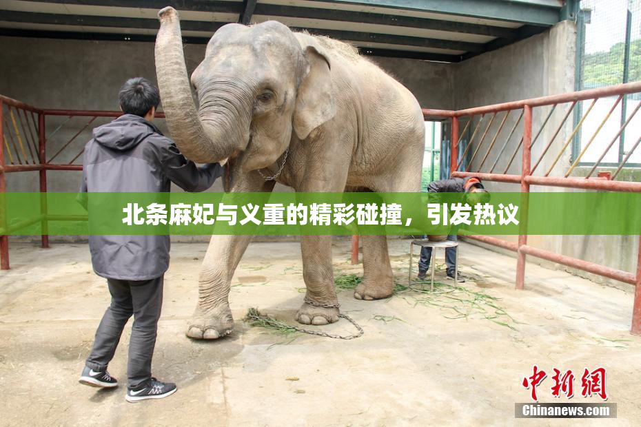 北条麻妃与义重的精彩碰撞，引发热议