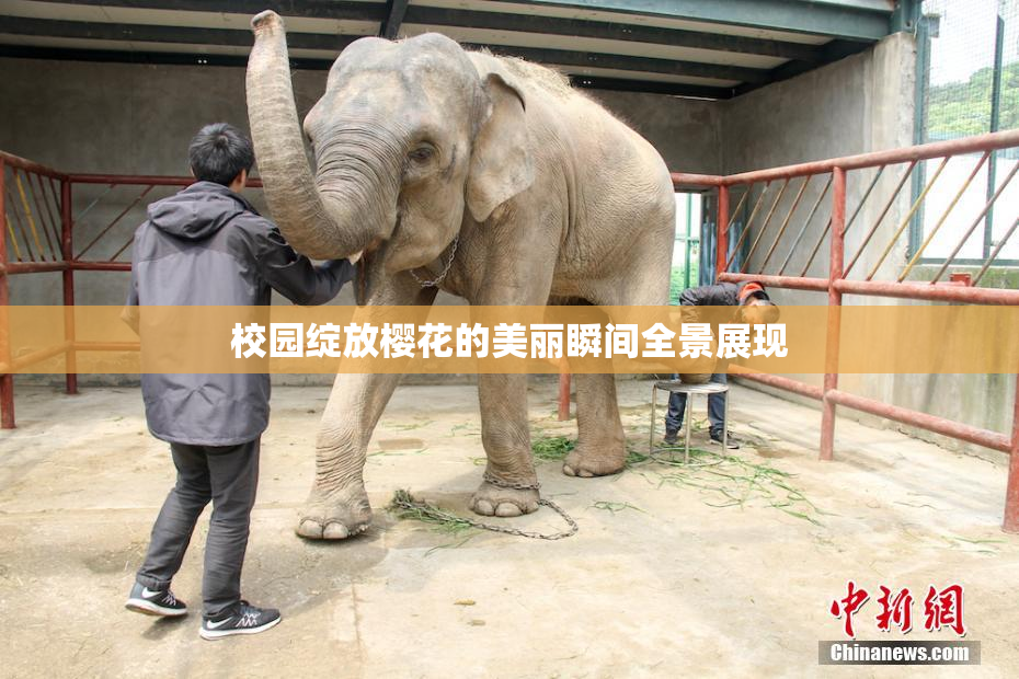 校园绽放樱花的美丽瞬间全景展现