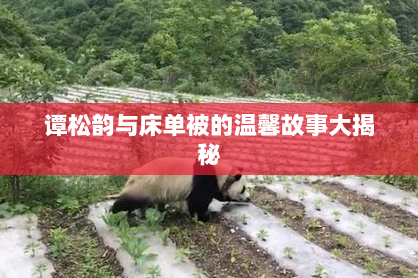 谭松韵与床单被的温馨故事大揭秘